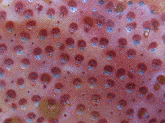 Palmoxylon magnified