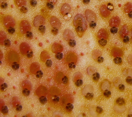 Palm in Cross-Section