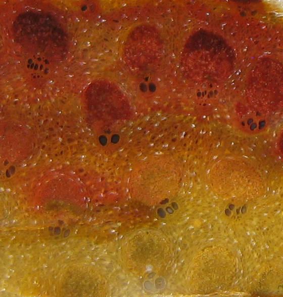 Fossil Palm Structure