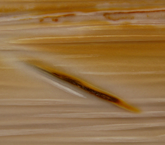 Palm Wood Longitudinal Section