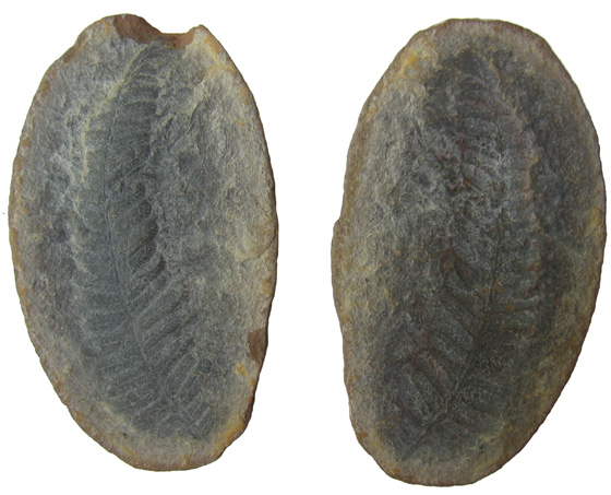 Positive and Negative Impression of Fern Leaf in Siderite Nodule