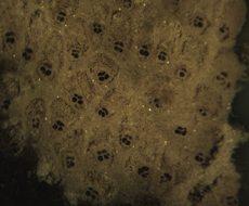 Palm Vascular Bundles