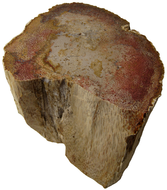 Fossil Palm