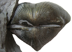 Brachiopod
