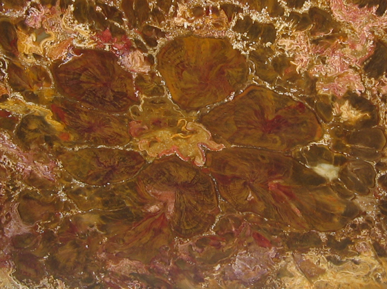 Pentoxylon-like wood