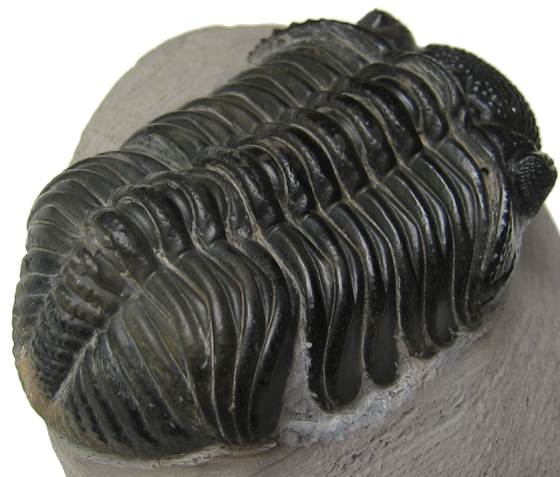 Trilobite