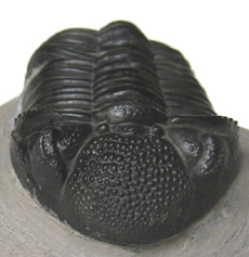 Trilobite