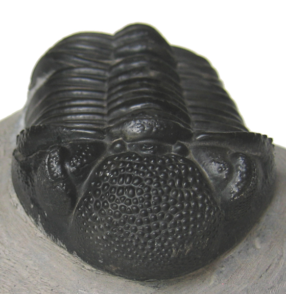 Trilobite
