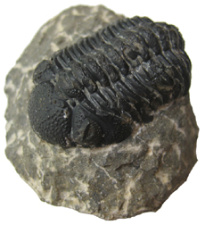 Trilobite
