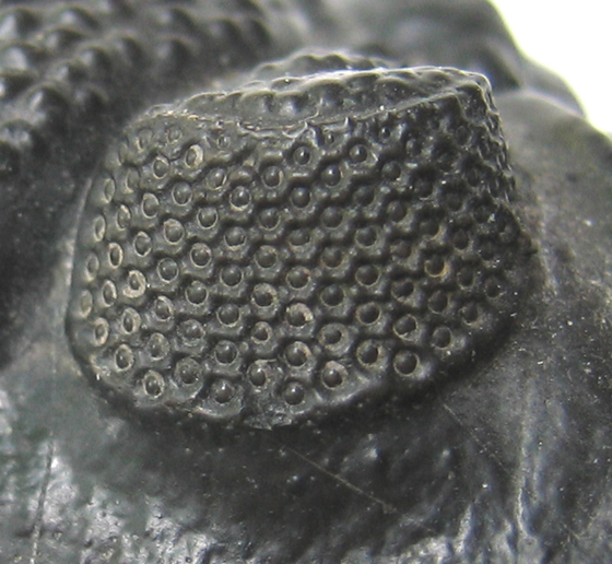 Phacops Compound Eye