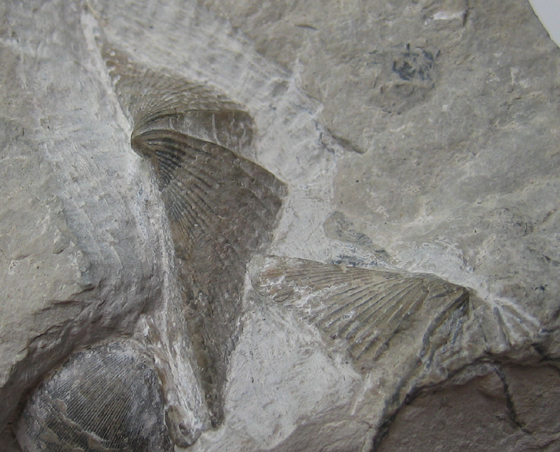 Brachiopods