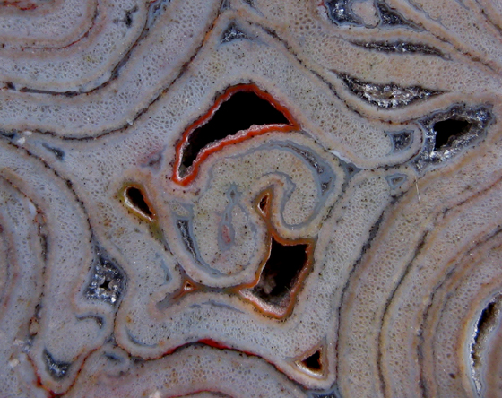 Psaronius xylem strands