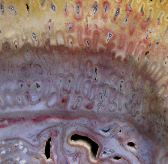 Psaronius root mantle