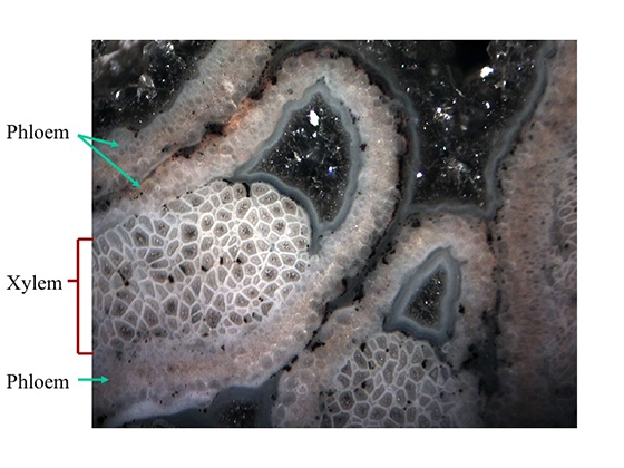 Psaronius xylem strands labeled
