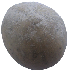 Sea Urchin