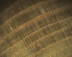 Growth Rings