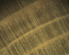 Gymnosperm Tracheids