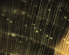 Douglas Fir & Spruce Resin Canals