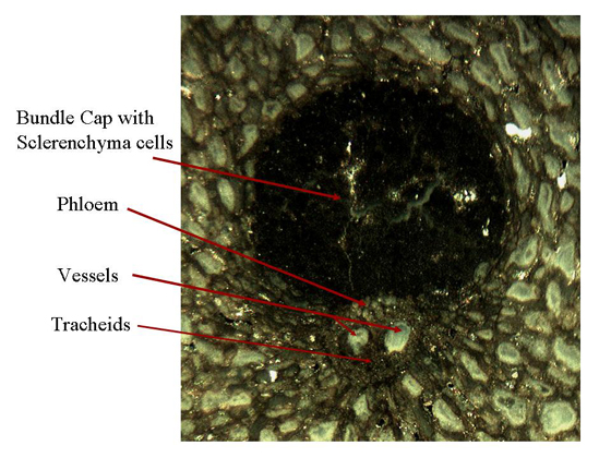 Palm Vascular Bundle Labeled