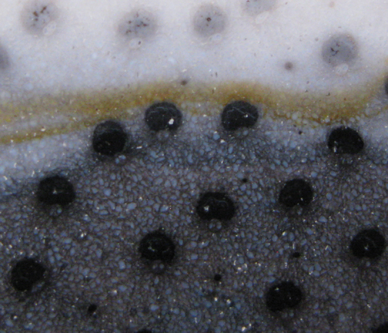 Cross-section of Palm