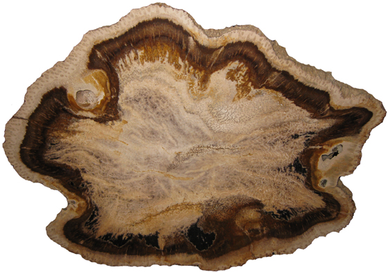 Palm Trunk and Roots