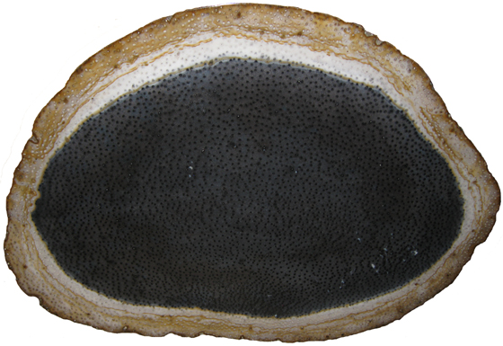 Petrified Palm Wood Texas