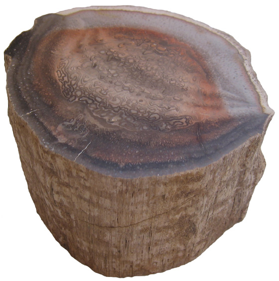 Titea singularis log