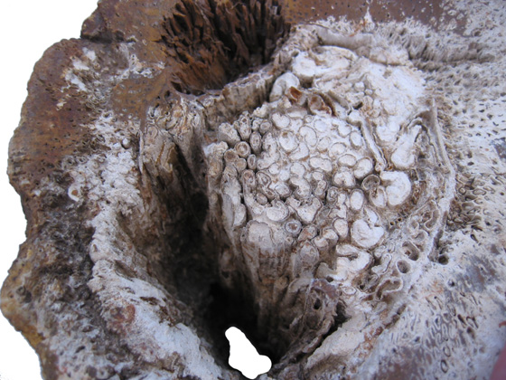 Titea log showing rot pockets on uncut end