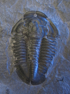 Trilobite
