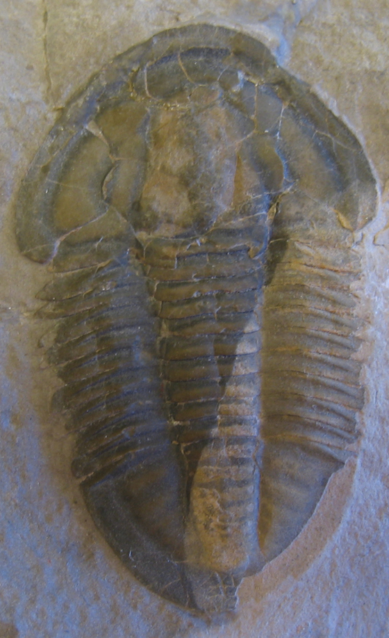 Trilobite