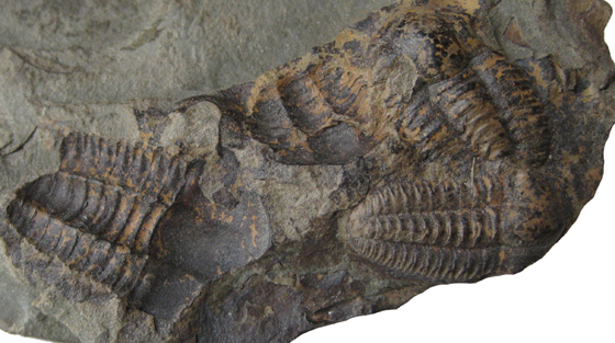Trilobite Cast