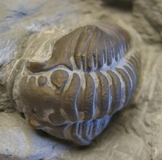 Trilobite