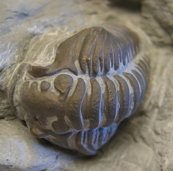 Trilobite