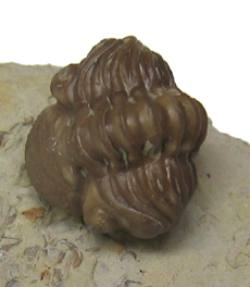 Trilobite