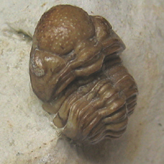 Trilobite