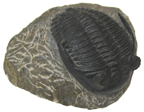 Trilobite