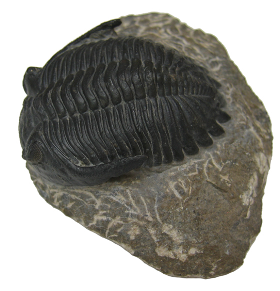 Trilobite