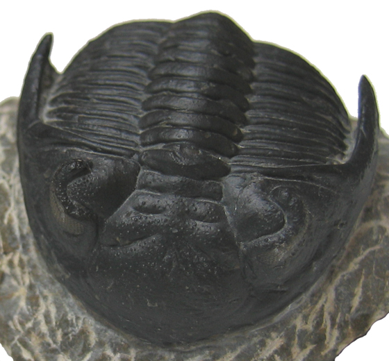 Trilobite