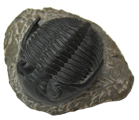 Trilobite