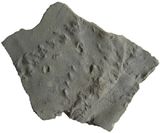 Trilobite Tracks