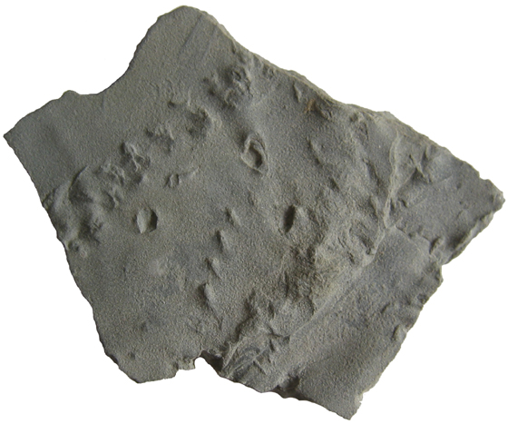 Trilobite Tracks