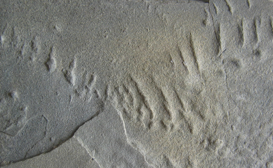 Trilobite Tracks