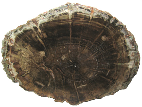 Double-Hearted Woodworthia with Insect Galleries