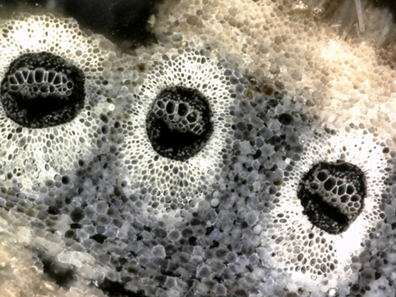 Acrosticum Vascular Bundles