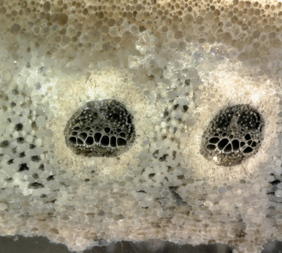 Acrostichum Adaxial Groove