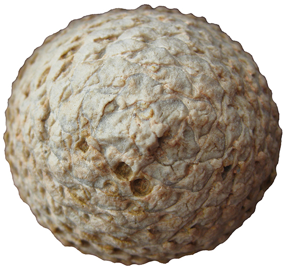 Fossil Cone showing Insect Damage