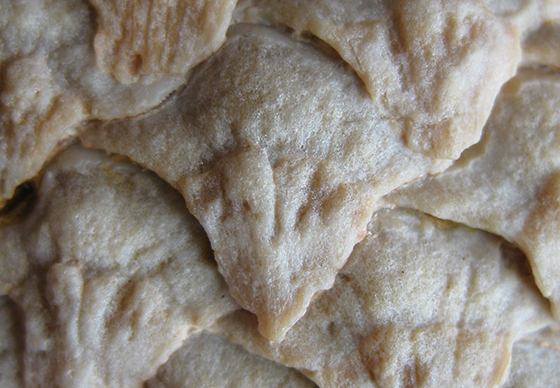 Fossil Cone Scales
