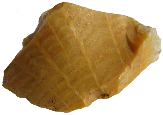 Clover Creek Petrified Wood