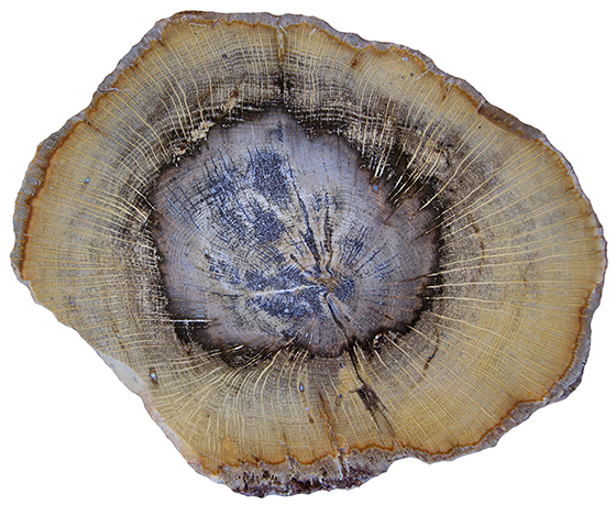 Clover Creek Fossil Oak School of Mines