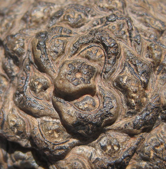 Tip of Araucaria mirabilis